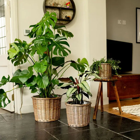 Medium Antique Wash Round Lined Wicker Planter Basket - Precious Sparkle